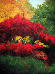 Sumac II